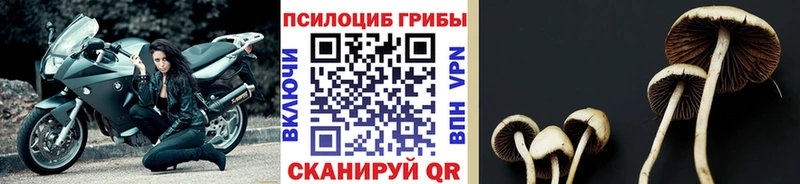 цена   ссылка на мегу ТОР  Галлюциногенные грибы Psilocybe  Обь 
