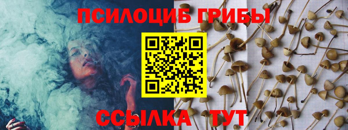 Псилоцибиновые грибы Cubensis Обь
